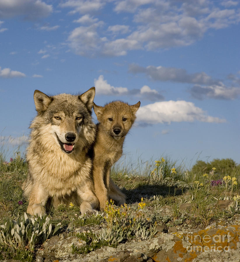 Gray Wolf And Cub Photograph By Jean Louis Klein And Marie Luce Hubert