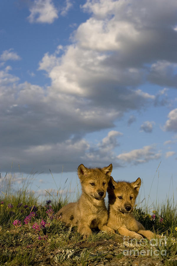Gray Wolf Cubs #2 Photograph by Jean-Louis Klein & Marie-Luce Hubert