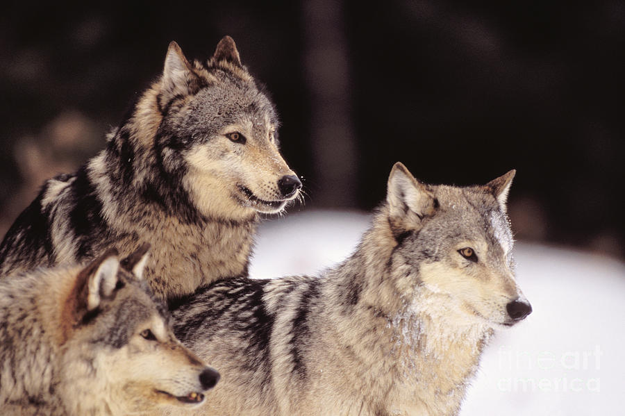 Gray Wolves Photograph by John Hyde - Printscapes - Fine Art America