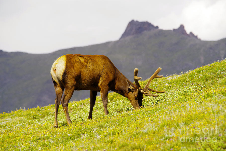 Rocky Mountain National Park Photograph - Grazing bull elk #3 by Jeff Swan
