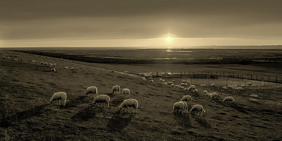 Grazing Sheep #2 Photograph by Mountain Dreams