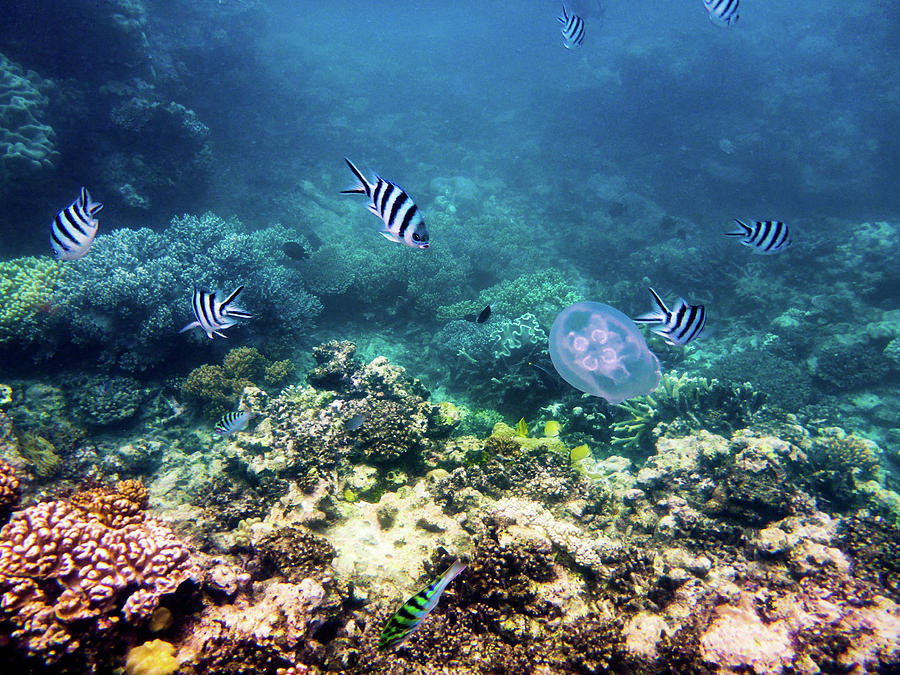 Great Barrier Reef #2 Photograph by Walt Sterneman