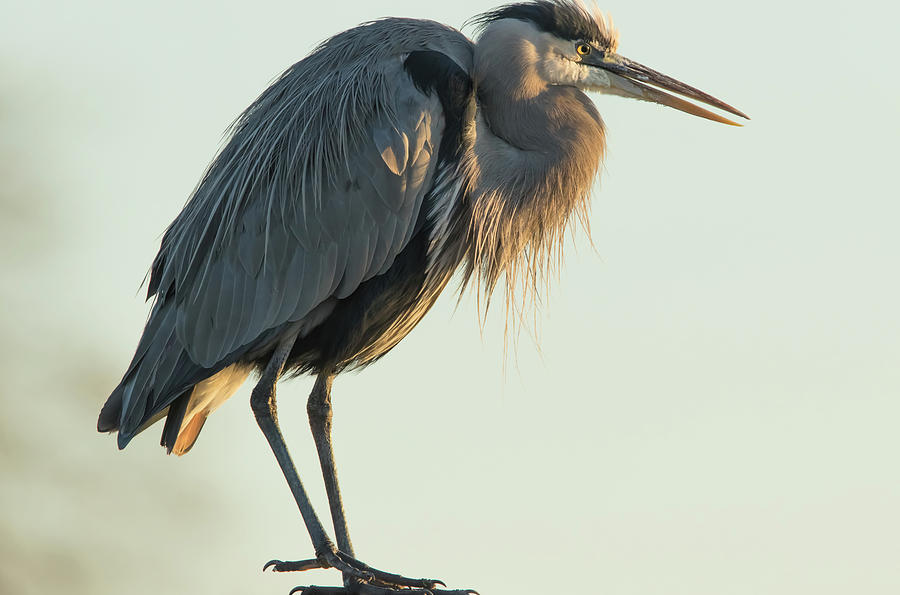 Great Blue Heron at Sunrise #2 Photograph by Marc Crumpler