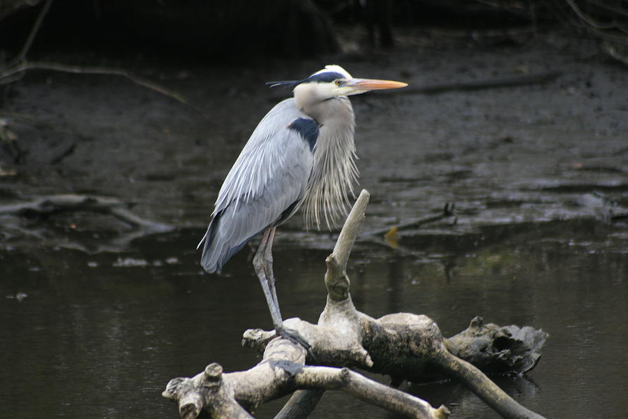 Great Blue Heron #2 Photograph by Christopher J Kirby