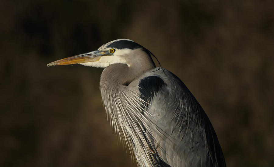 Great Blue Heron close up, American River, Sacramento, CA Photograph by ...