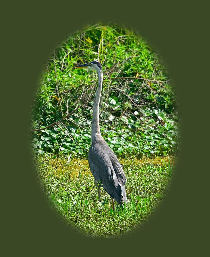 Animal Photograph - Great blue heron #2 by Deborah Good