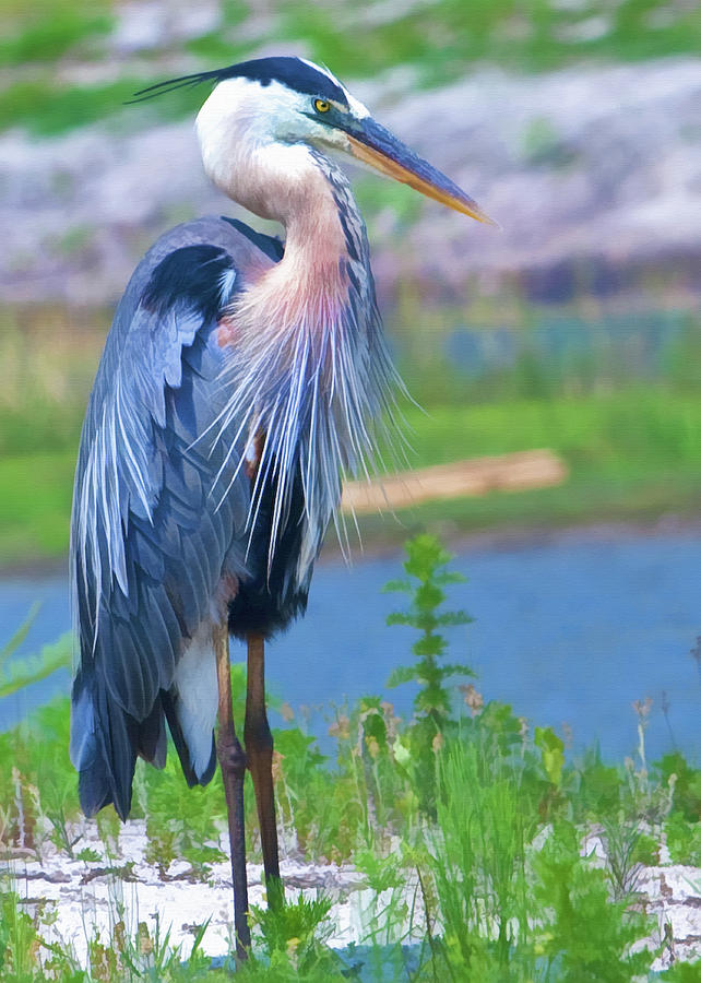 Great Blue Heron Photograph by Delores Knowles | Fine Art America