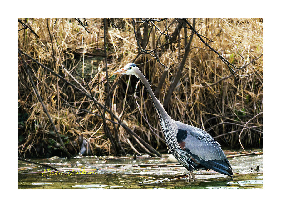 Great Blue Heron Fishing #2 Photograph by Ed Peterson