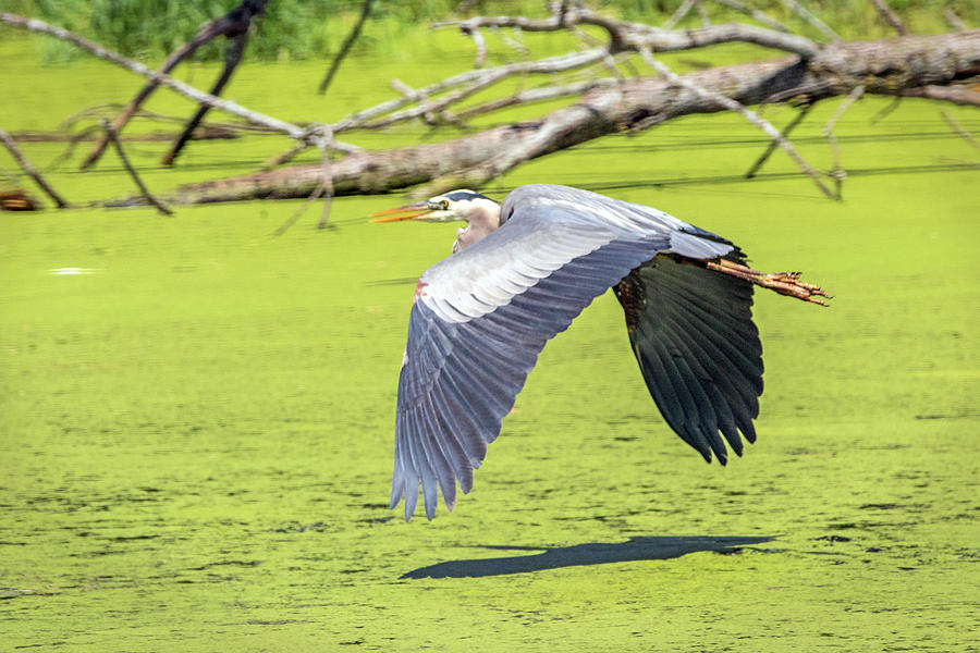 Great Blue Heron in Flight #2 Photograph by Ira Marcus