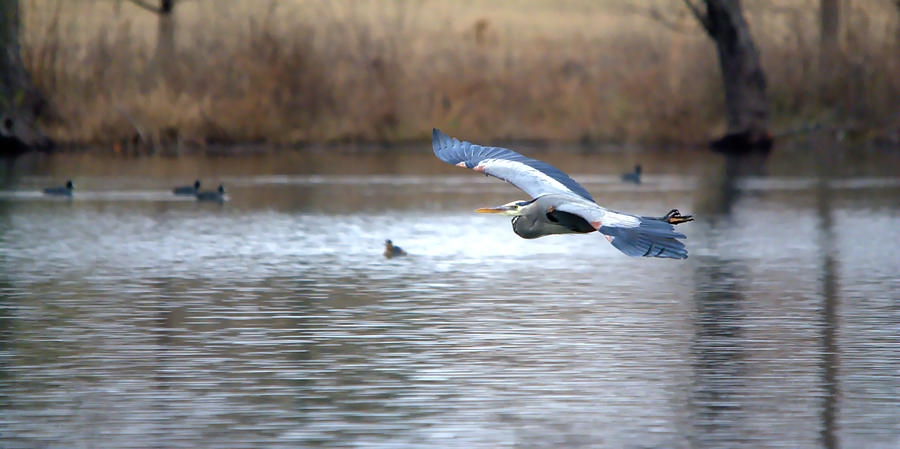 Heron Photograph - Great Blue Heron In Flight Over The Lake #2 by Roy Williams