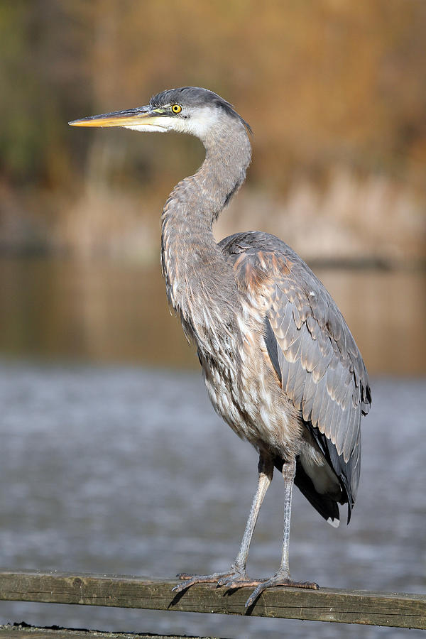 Great Blue Heron in Stanley Park Vancouver Photograph by Pierre Leclerc ...