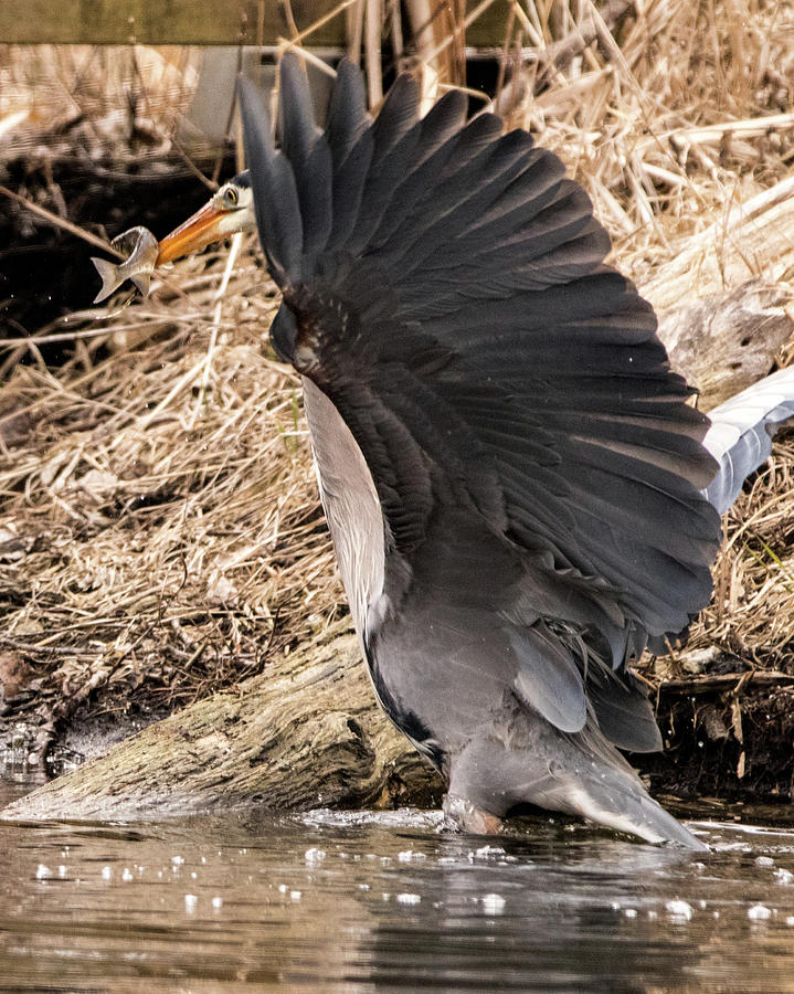 Fish Photograph - Great Blue Heron #2 by Ira Marcus