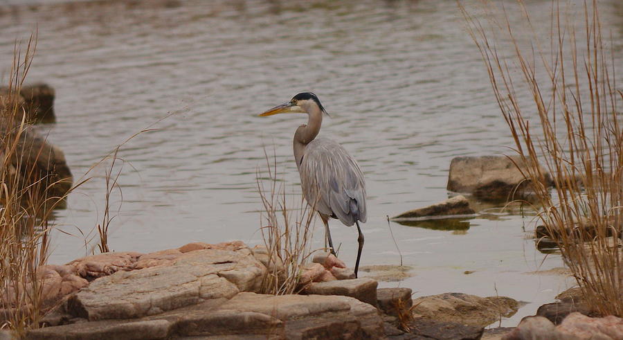 Great blue heron #2 Photograph by James Smullins