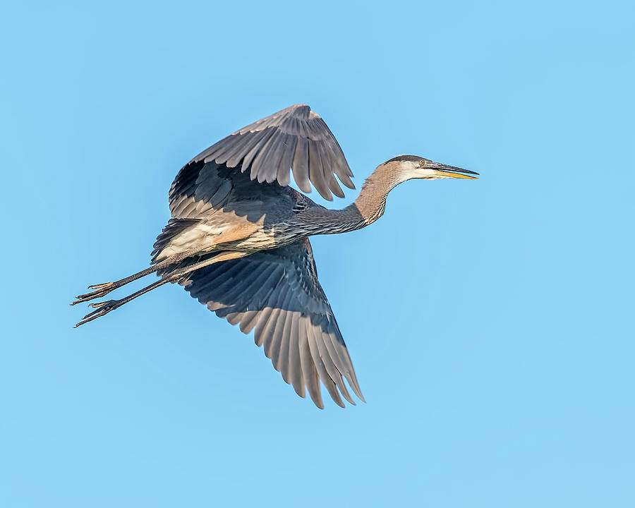 Great Blue Heron by Jim Zablotny Great Blue Heron by Jim Zablotny