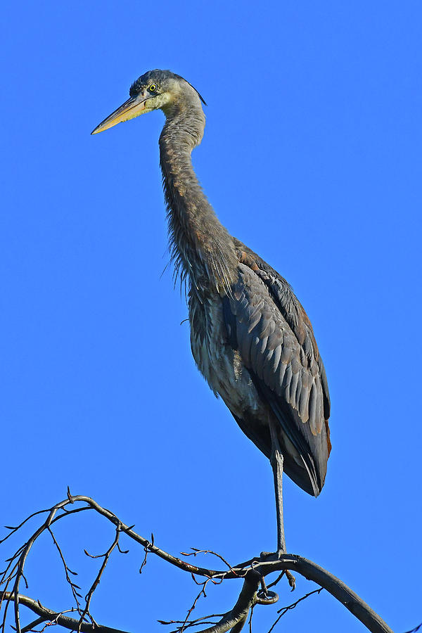 Great Blue Heron #2 Photograph by Ken Stampfer