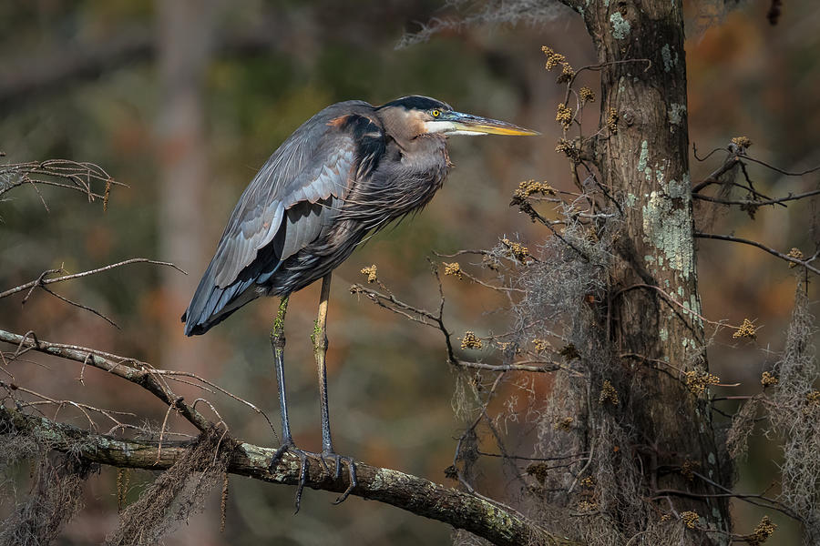 Great Blue Heron #2 Photograph by Kevin Giannini