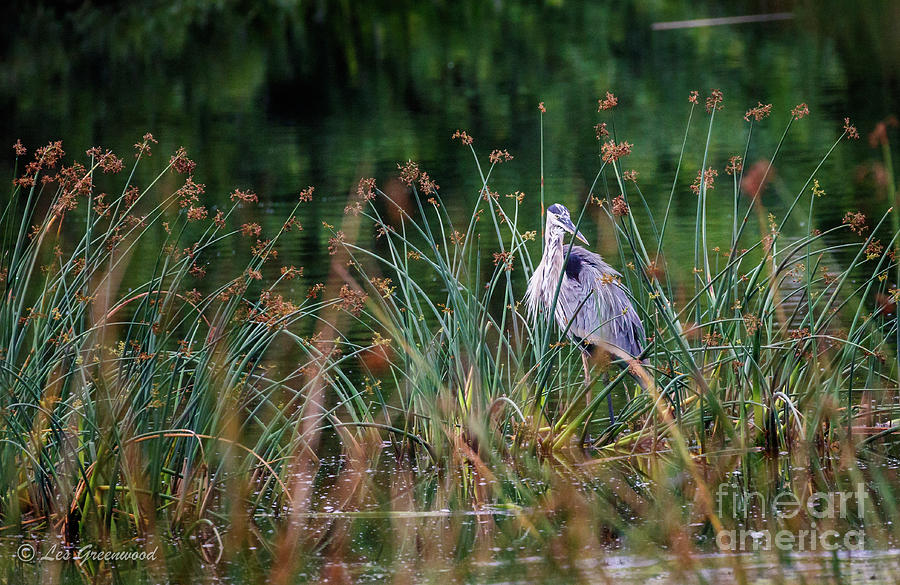 Great Blue Heron  #2 Photograph by Les Greenwood