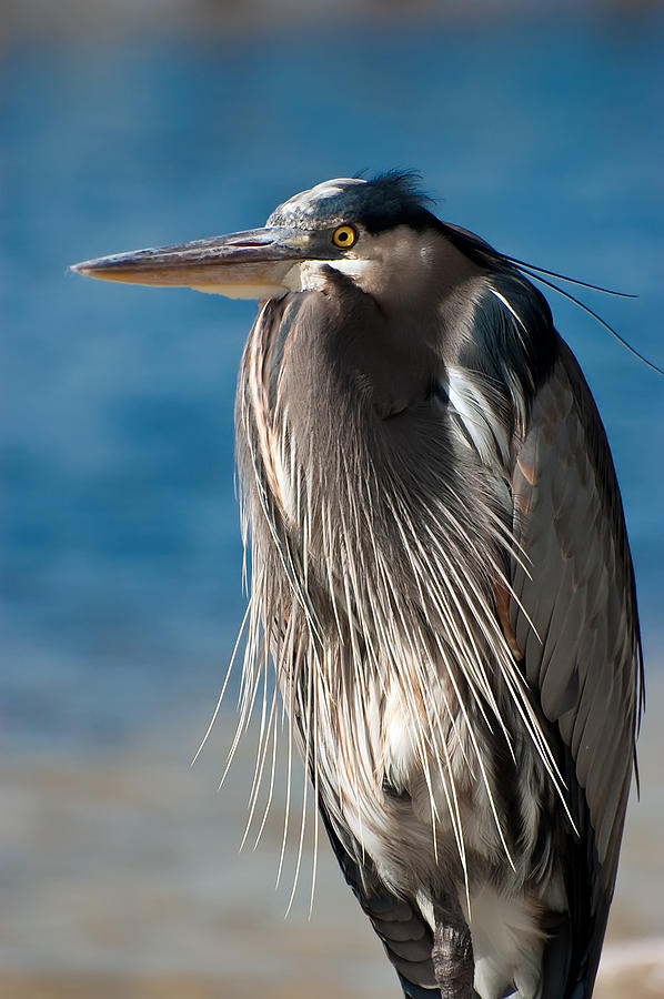 Great Blue Heron Photograph by Richard Leighton - Fine Art America