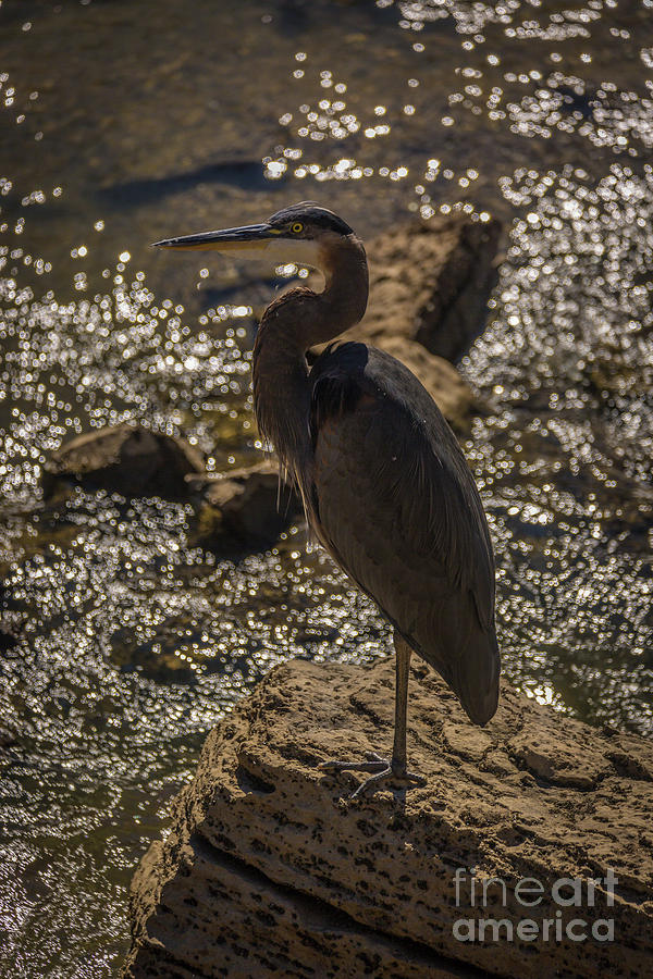 Great Blue Heron #2 Photograph by Roger Monahan