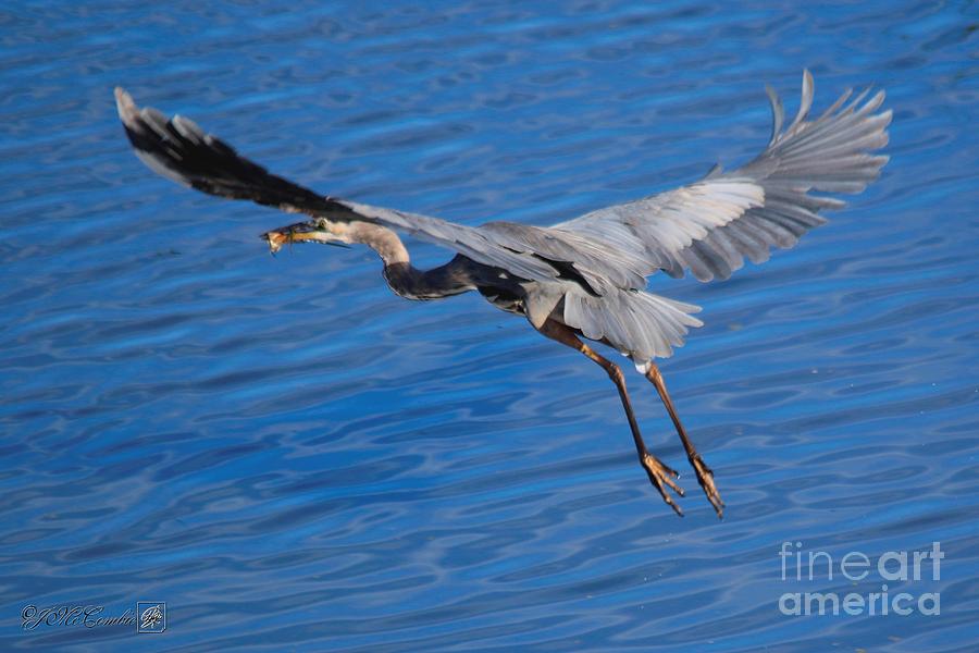 Great Blue Heron with Frog in Flight #5 Photograph by J McCombie