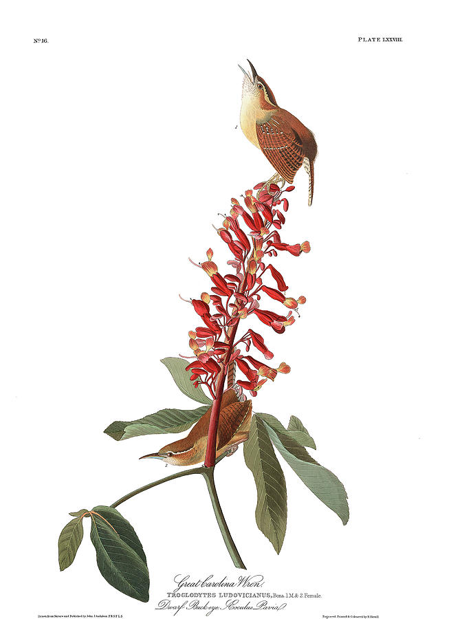 Berries Painting - Great carolina Wren by John James Audubon Berries Painting - Great carolina Wren by John James Audubon