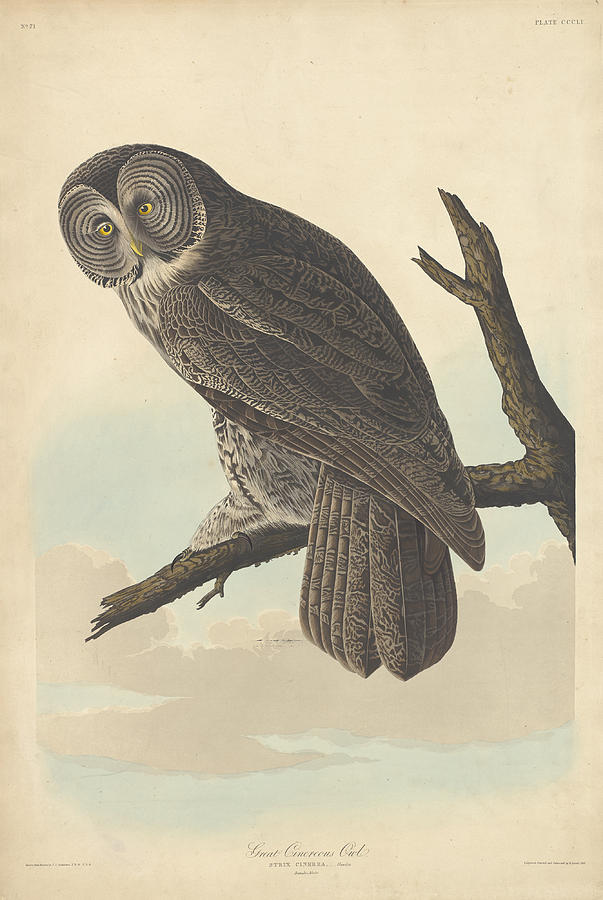 Great Cinereous Owl #2 Painting by John James Audubon