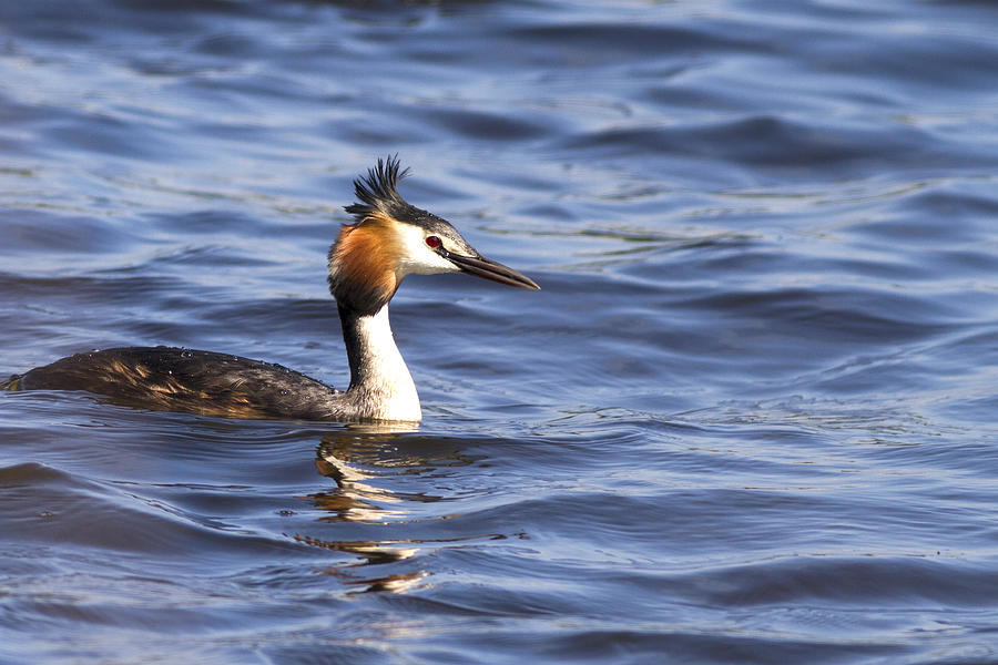 Fish Photograph - Great crested grebe #3 by Chris Smith