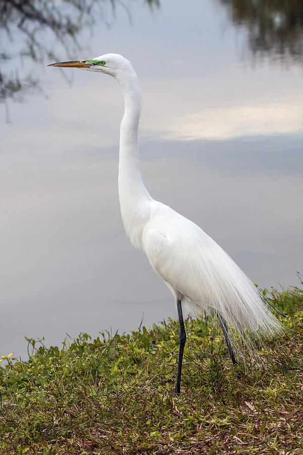 Great Egret in Breeding Plumage Photograph by Sally Weigand - Fine Art ...