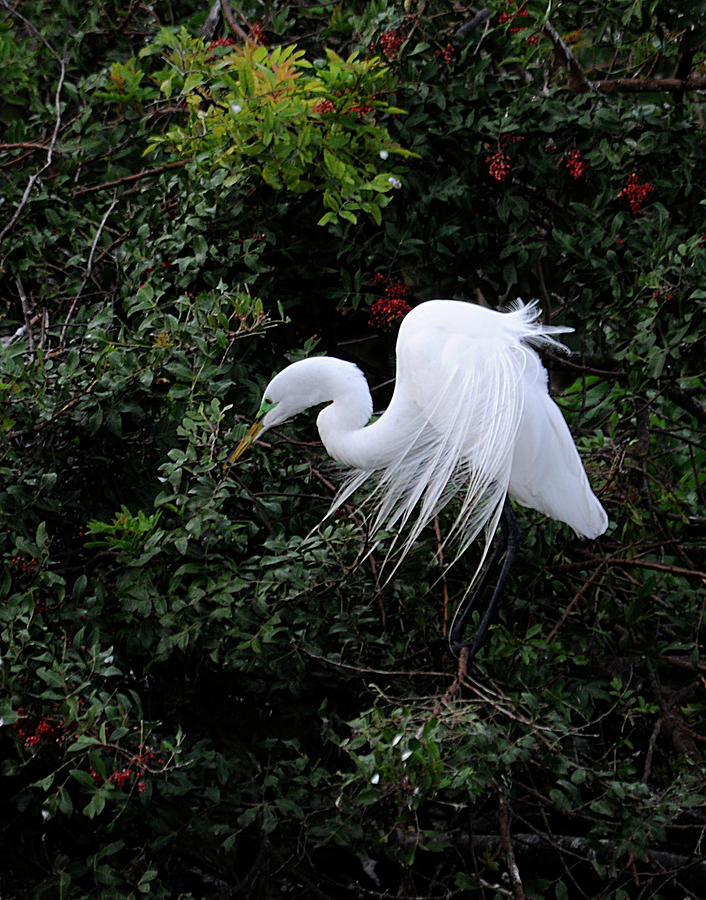 Great Egret #2 Photograph by Keith Lovejoy