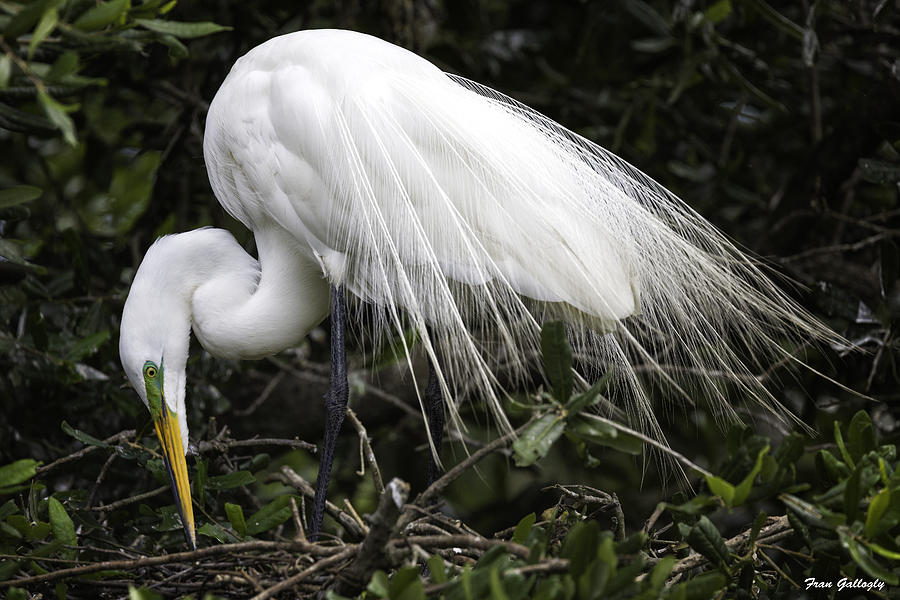 Great Egret Preening #2 Photograph by Fran Gallogly
