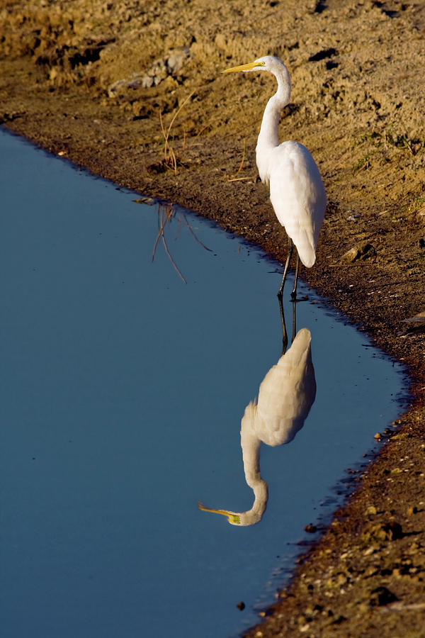 Great Egret Reflected #2 Photograph by Sally Weigand