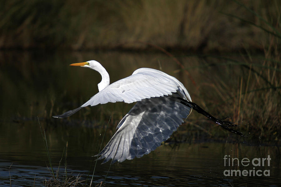 Bird Photograph - Great Egret by Rick Mann Bird Photograph - Great Egret by Rick Mann