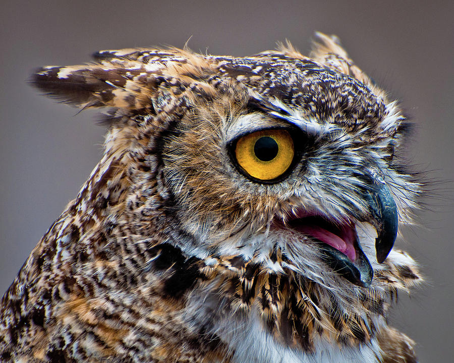 Great Horned Owl Photograph by Cameron Knudsen - Fine Art America