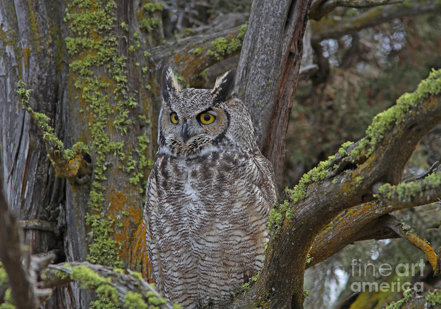 Great Horned Owl #2 Photograph by Gary Wing
