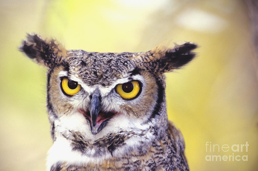 Great Horned Owl #2 Photograph by John Hyde - Printscapes