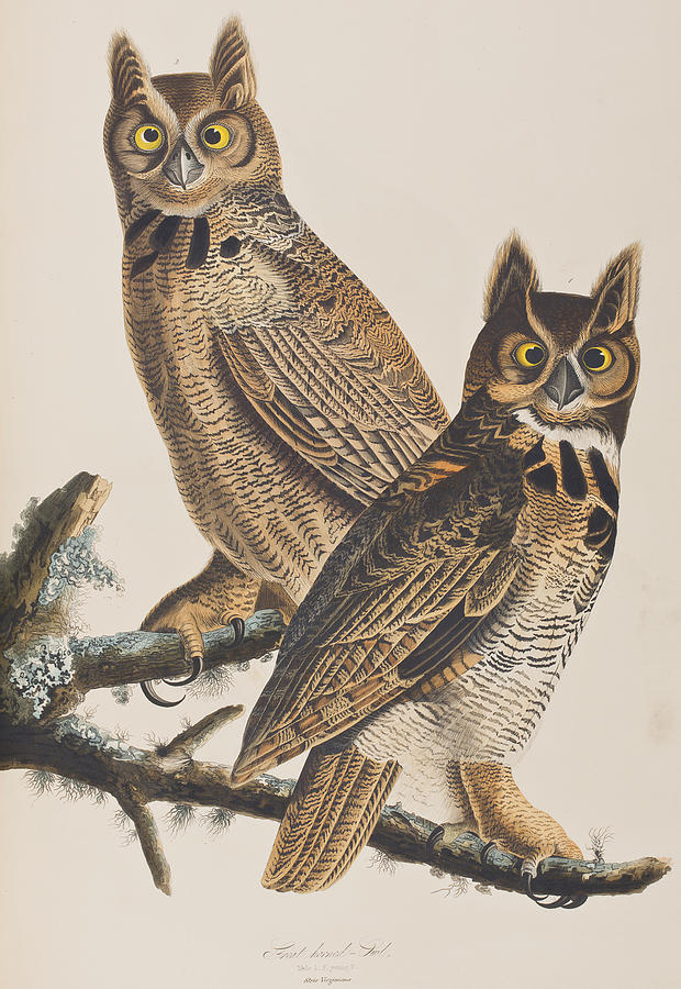Great Horned Owl Painting by John James Audubon