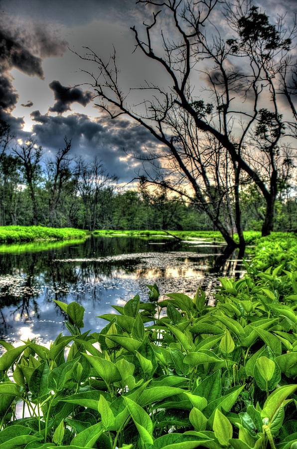 Great Swamp Photograph by David Henningsen