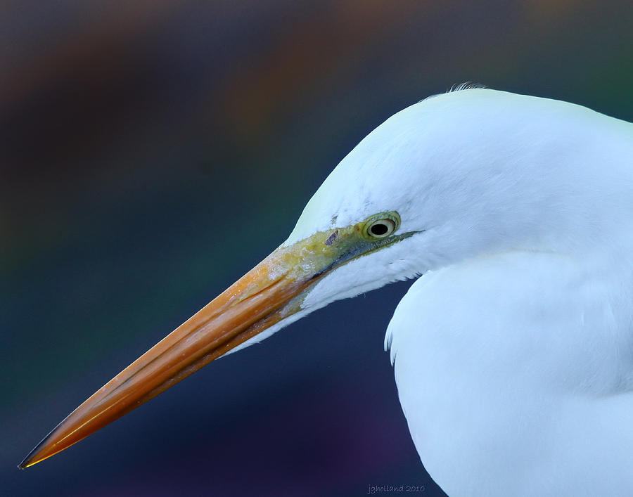 Great White Egret #2 Photograph by Joseph G Holland