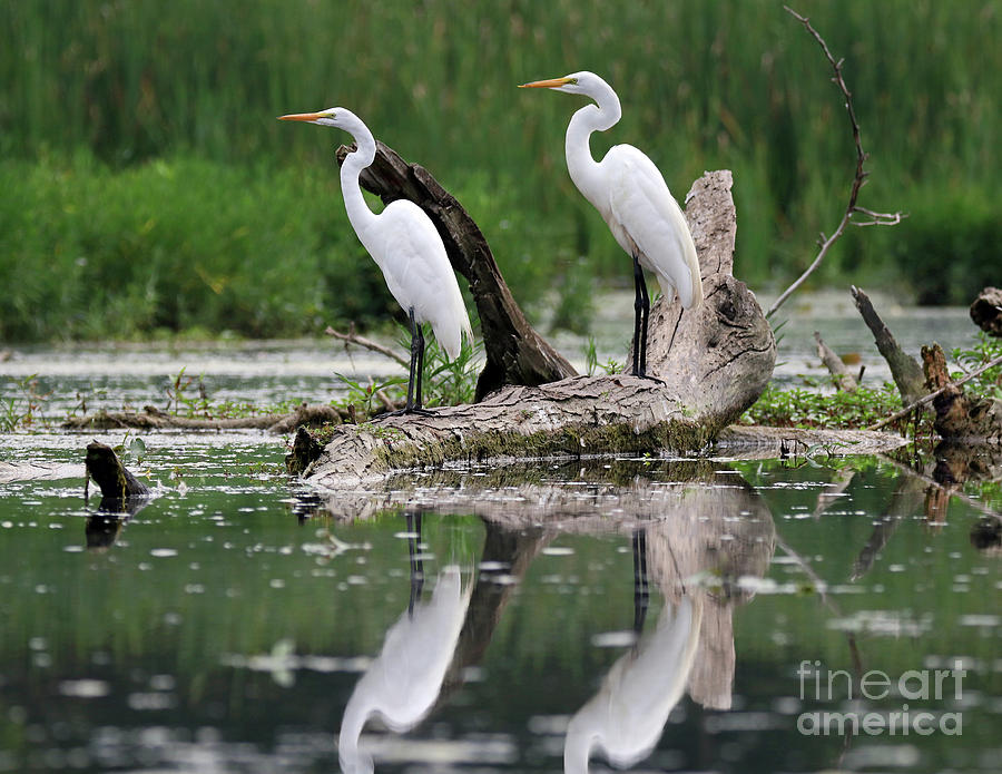 Great White Egret Pair #2 Photograph by Steve Gass