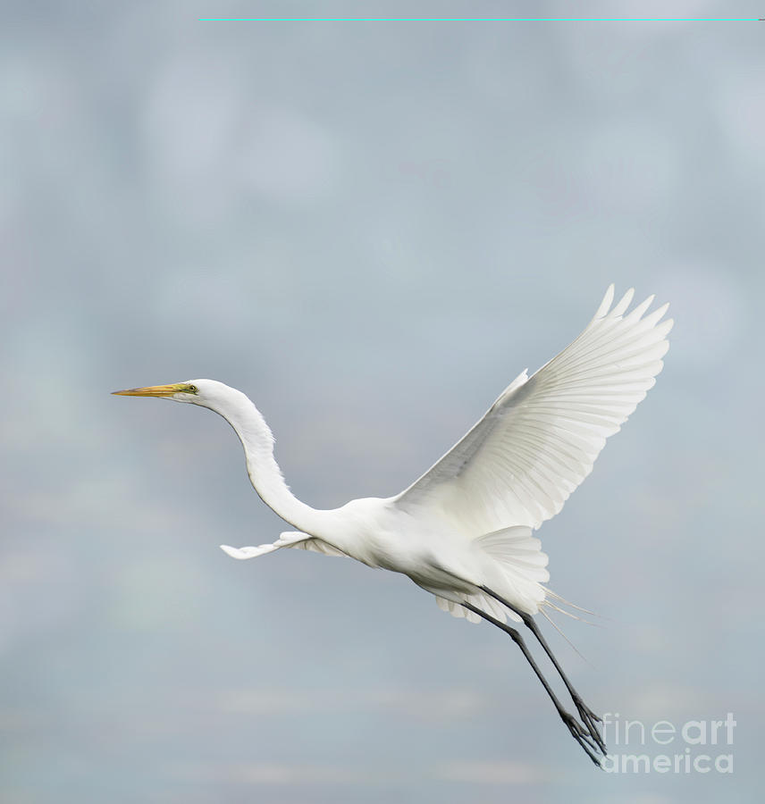 Great White Egret Photograph by Svetlana Foote - Fine Art America