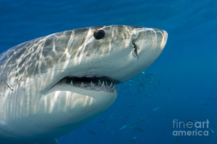 Great White Shark  Carcharodon #2 Photograph by Dave Fleetham