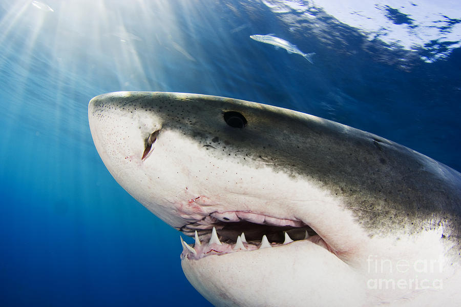 Great White Shark #2 Photograph by Dave Fleetham - Printscapes