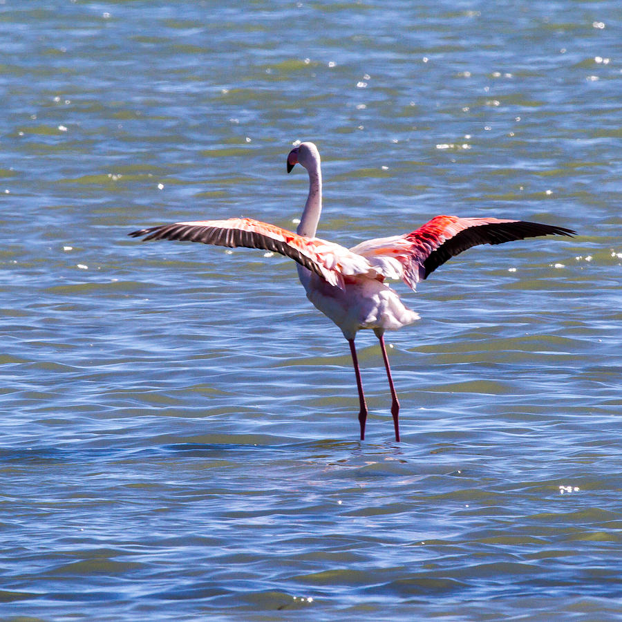 Nature Photograph - Greater Flamingo #2 by Dave Whited