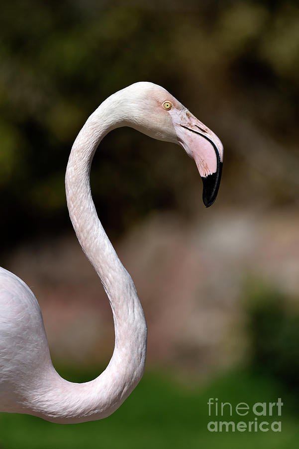 Flamingo Photograph - Greater Flamingo #1 by George Atsametakis