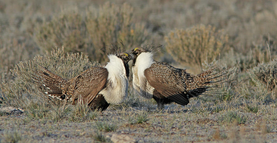 Greater Sage Grouse #2 Photograph by Gary Wing