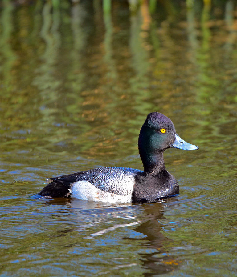 Greater Scaup Photograph by Lindy Pollard - Fine Art America