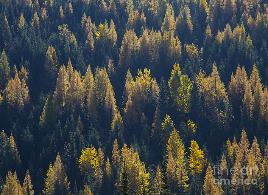 Green and Gold #2 Photograph by Idaho Scenic Images Linda Lantzy