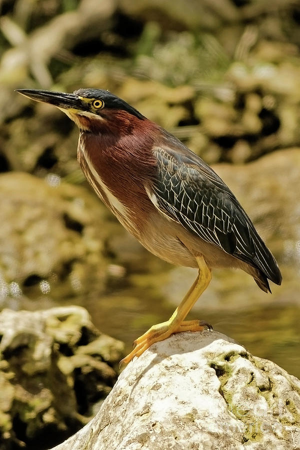 Green Heron #2 Photograph by Natural Focal Point Photography