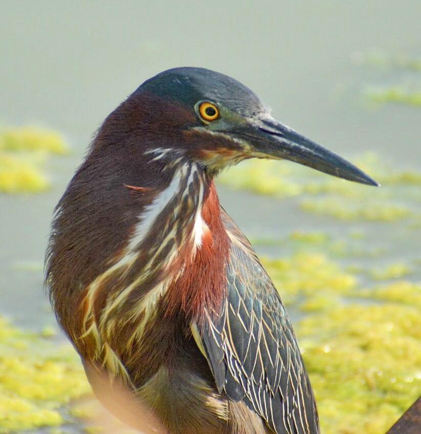 Green Heron #2 Photograph by Sumoflam Photography