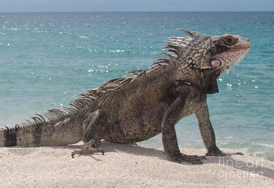 Green Iguana on the beach Photograph by Anthony Totah - Fine Art America